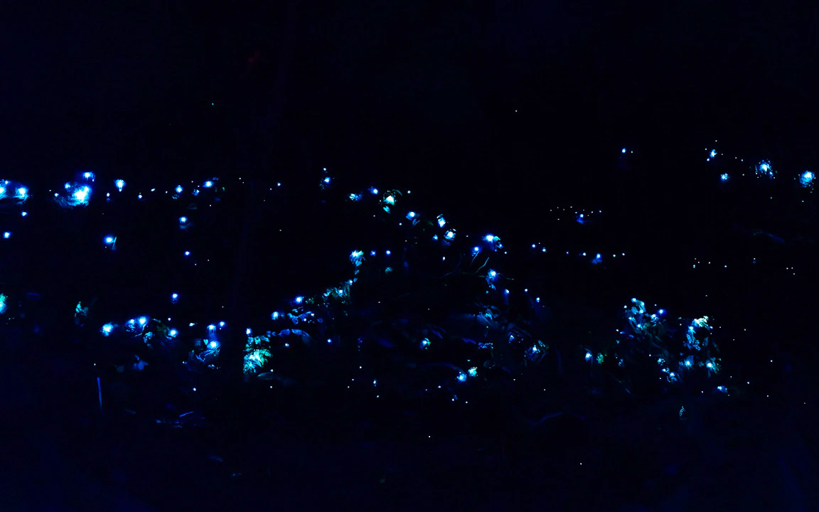 Evening Rainforest & Glow Worms Tour from Gold Coast Category